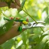En un jardín lleno de vegetación vibrante e iluminado por una brillante luz natural, alguien está usando meticulosamente las Tijeras Opinel para Poda para recortar el tallo de una planta verde.