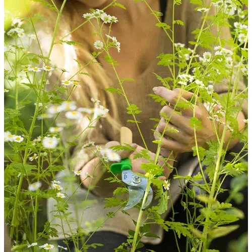 Una persona cuida hábilmente las delicadas flores blancas de un jardín con Tijeras Opinel para Poda, mientras la luz del sol se filtra a través de la vegetación para iluminar las hojas y flores vibrantes mientras podan meticulosamente cada tallo.