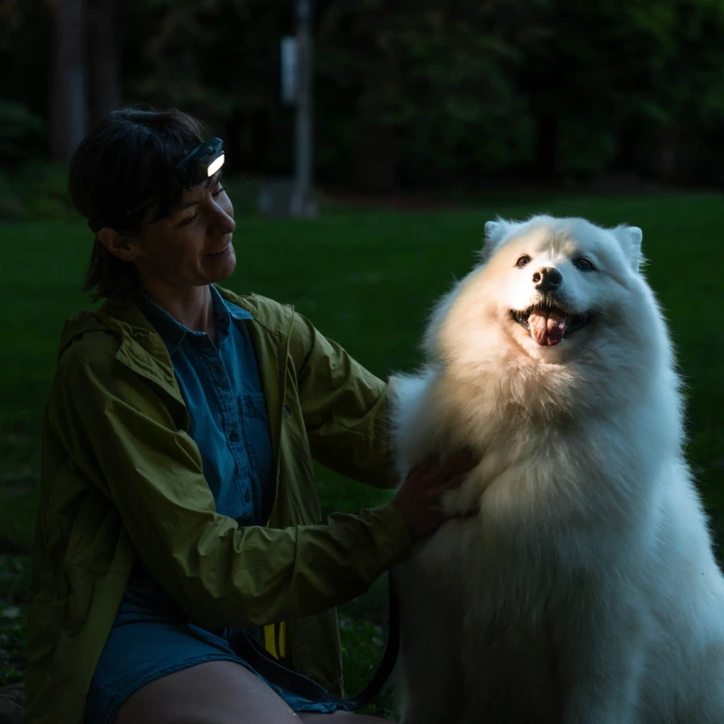 Con una linterna frontal Led Lenser HF4R Core de 500 lm, una persona acaricia a un perro blanco peludo en un área al aire libre con poca luz. El pelaje del perro brilla hermosamente con la luz, lo que crea una atmósfera serena y alegre.
